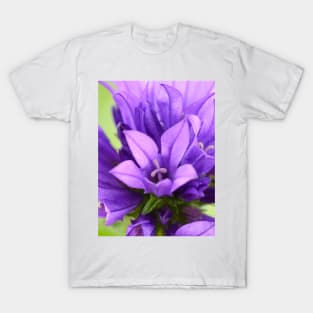 Campanula glomerata  Clustered bellflower T-Shirt